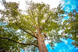 How Our Tree Care Process Works  in  Byng, OK