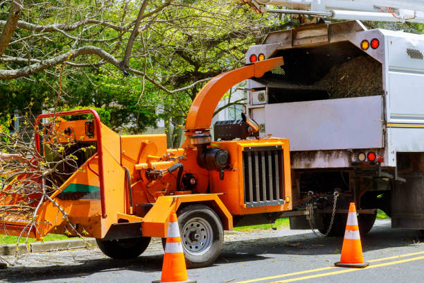 Best Stump Grinding and Removal  in Byng, OK