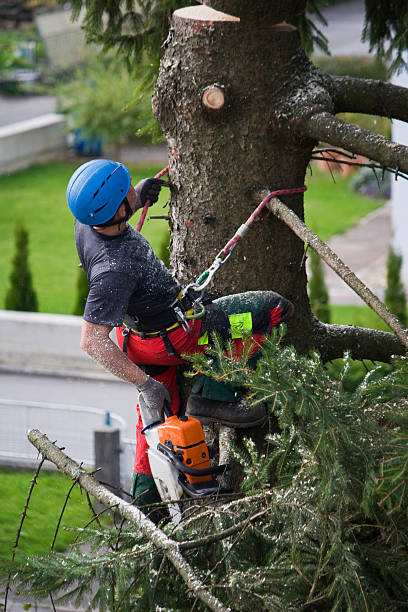 Byng, OK  Tree Services Company